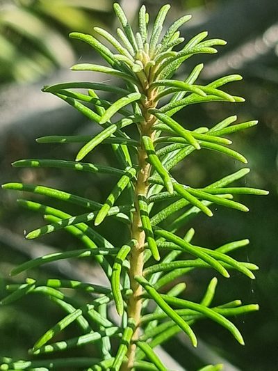 Astrotricha linearis, photographed by Richard Dimon