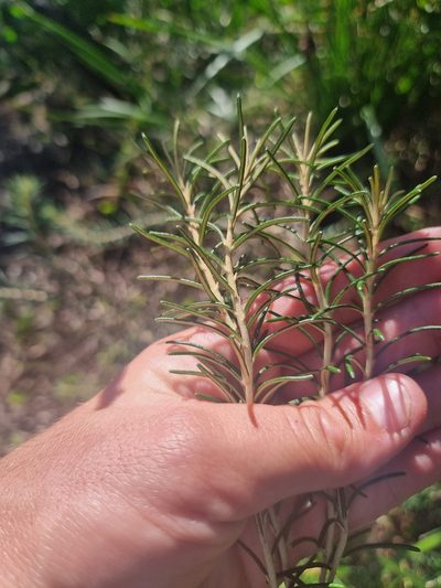 Astrotricha linearis, photographed by Richard Dimon