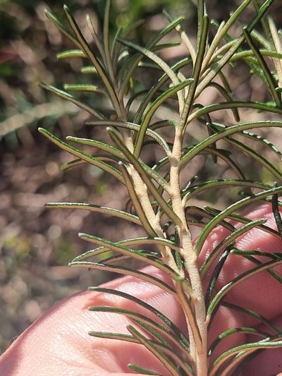 Astrotricha linearis, photographed by Richard Dimon