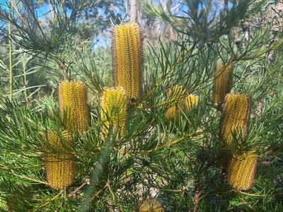 Banksia spinulosa, photographed by Richard Dimon