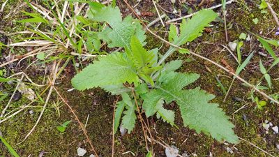 Dasistoma macrophylla, photographed by Ryan Sorrells