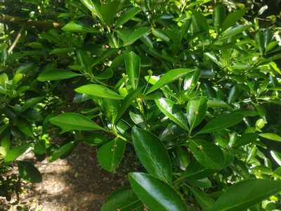 Euonymus japonicus, photographed by Tim Johnson