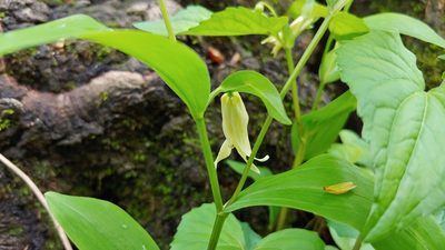 Uvularia floridana, photographed by Ryan Sorrells