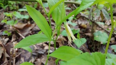 Uvularia floridana, photographed by Ryan Sorrells