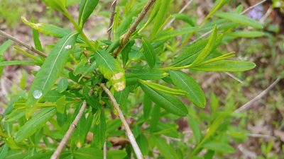 Hypericum prolificum, photographed by Ryan Sorrells