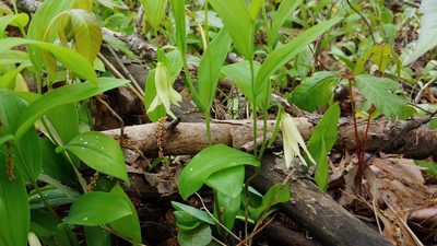 Uvularia floridana, photographed by Ryan Sorrells