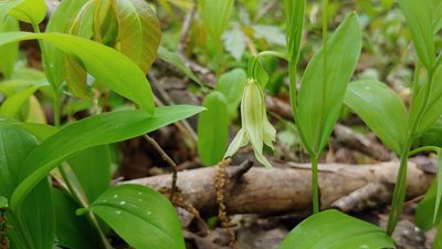 Uvularia floridana, photographed by Ryan Sorrells