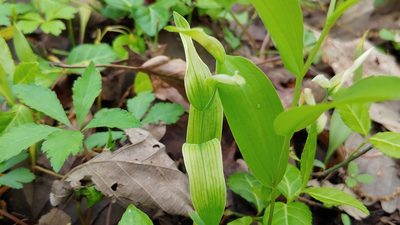 Uvularia floridana, photographed by Ryan Sorrells