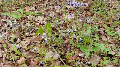 Collinsia verna, photographed by Ryan Sorrells