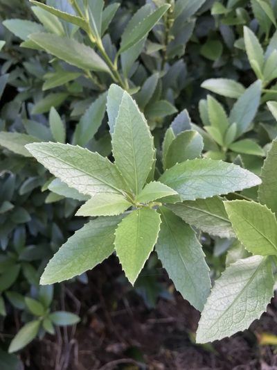 Melicytus chathamicus, photographed by Leon Billows