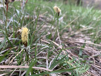 Carex caryophyllea, photographed by Todd Patterson