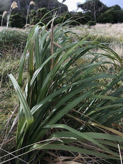 Austroderia turbaria, photographed by Leon Billows