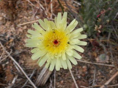 Malacothrix glabrata, photographed by James M. Maley