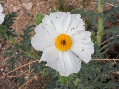Argemone munita, photographed by James M. Maley