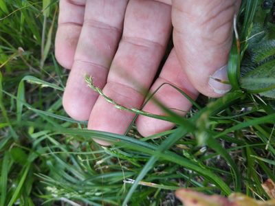 Carex divulsa, photographed by Tim Johnson