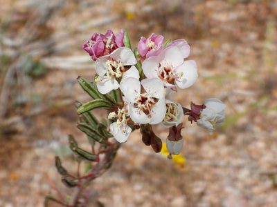 Chylismia claviformis, photographed by James M. Maley