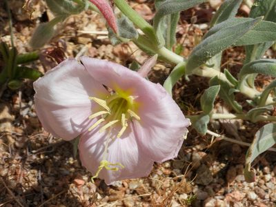 Oenothera avita, photographed by James M. Maley