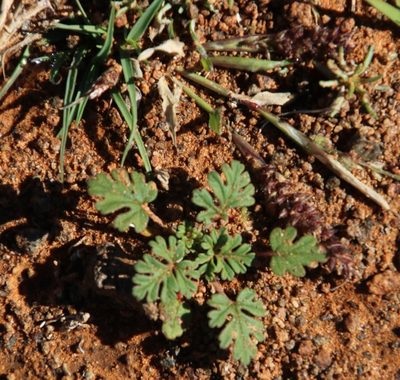Pelargonium minimum, photographed by Tony Rebelo