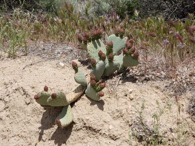 Opuntia basilaris, photographed by James M. Maley