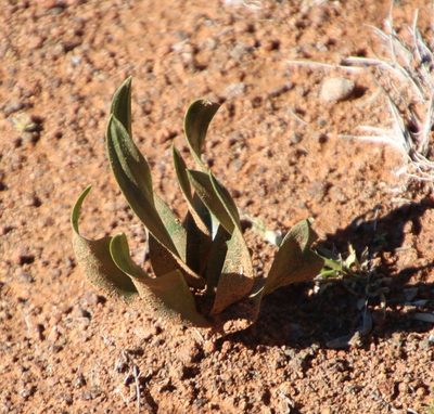 Fusifilum physodes, photographed by Tony Rebelo