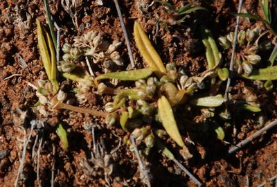 Gisekia pharnaceoides, photographed by Tony Rebelo