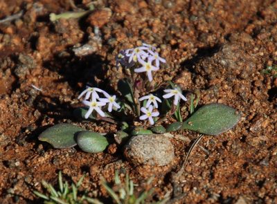 Manulea fragrans, photographed by Tony Rebelo