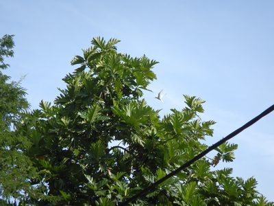 Artocarpus altilis