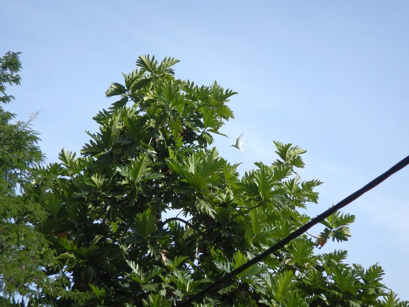 Artocarpus altilis, photographed by Jon Sullivan