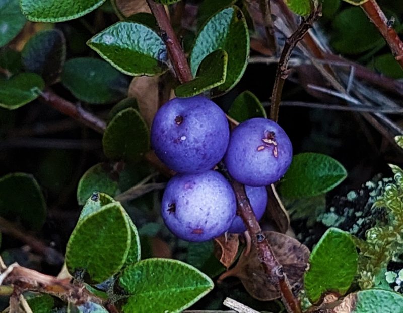 Myrsine nummularia, photographed by georgiasteel