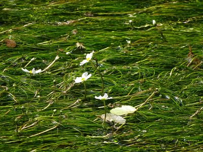 Ranunculus fluitans, photographed by Grzegorz Grzejszczak