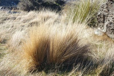 Festuca novae-zelandiae, photographed by John Barkla
