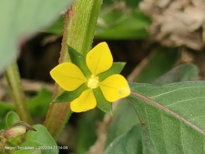 Ludwigia hyssopifolia, photographed by Ong Jyh Seng