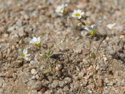 Linanthus inyoensis, photographed by Jim Morefield