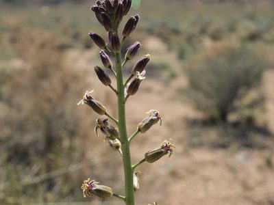 Streptanthus pilosus, photographed by Jim Morefield