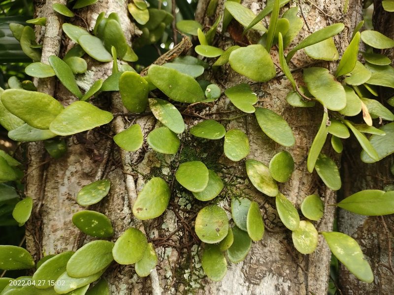 Pyrrosia piloselloides, photographed by Ong Jyh Seng