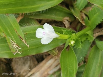 Bonnaya ciliata, photographed by Ong Jyh Seng