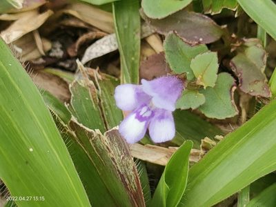Torenia crustacea, photographed by Ong Jyh Seng