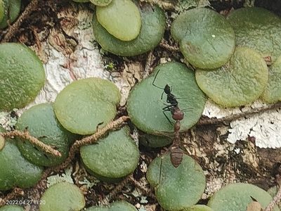 Pyrrosia piloselloides, photographed by Ong Jyh Seng