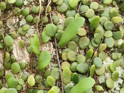 Pyrrosia piloselloides, photographed by Ong Jyh Seng