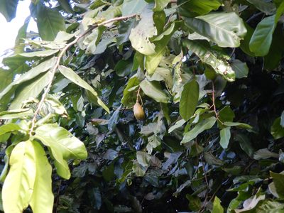 Inocarpus fagifer, photographed by Jon Sullivan
