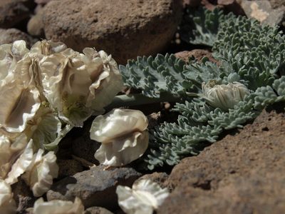 Vesper purpurascens, photographed by Jim Morefield