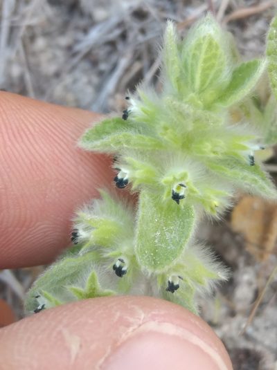 Sideritis lanata, photographed by Ben Costamagna