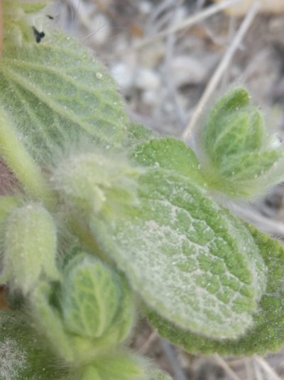 Sideritis lanata, photographed by Ben Costamagna