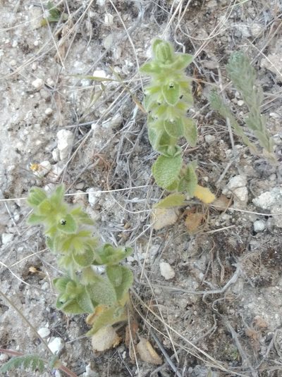 Sideritis lanata, photographed by Ben Costamagna