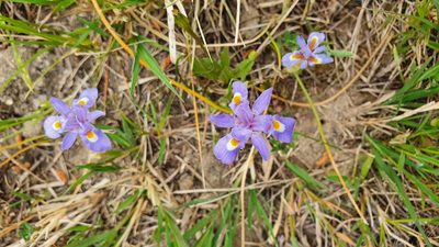 Moraea sisyrinchium, photographed by hecklemore