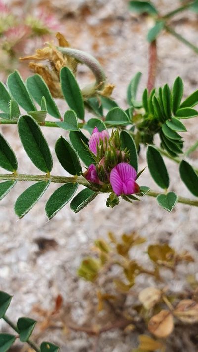 Onobrychis caput-galli, photographed by hecklemore