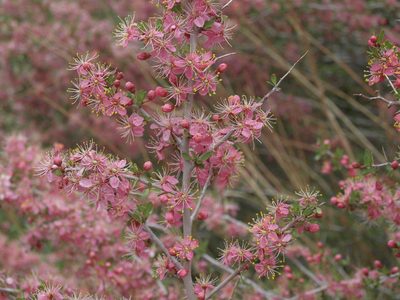 Prunus andersonii, photographed by Jim Morefield