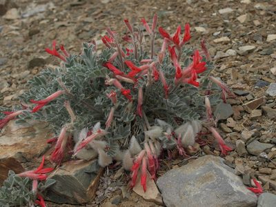 Astragalus coccineus, photographed by Jim Morefield