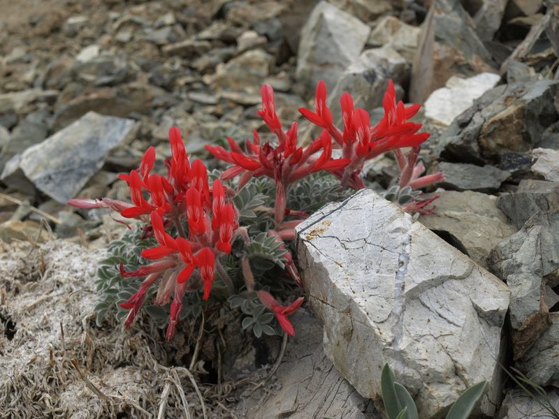 Astragalus coccineus, photographed by Jim Morefield