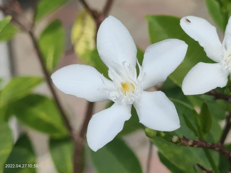 Wrightia antidysenterica, photographed by Ong Jyh Seng